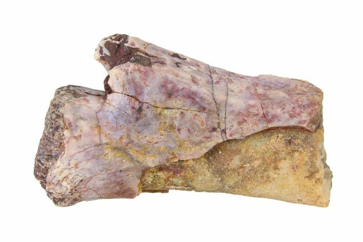 Triassic Fossil Avemetatarsalian (Dromomeron) Vertebra - Texas #322738